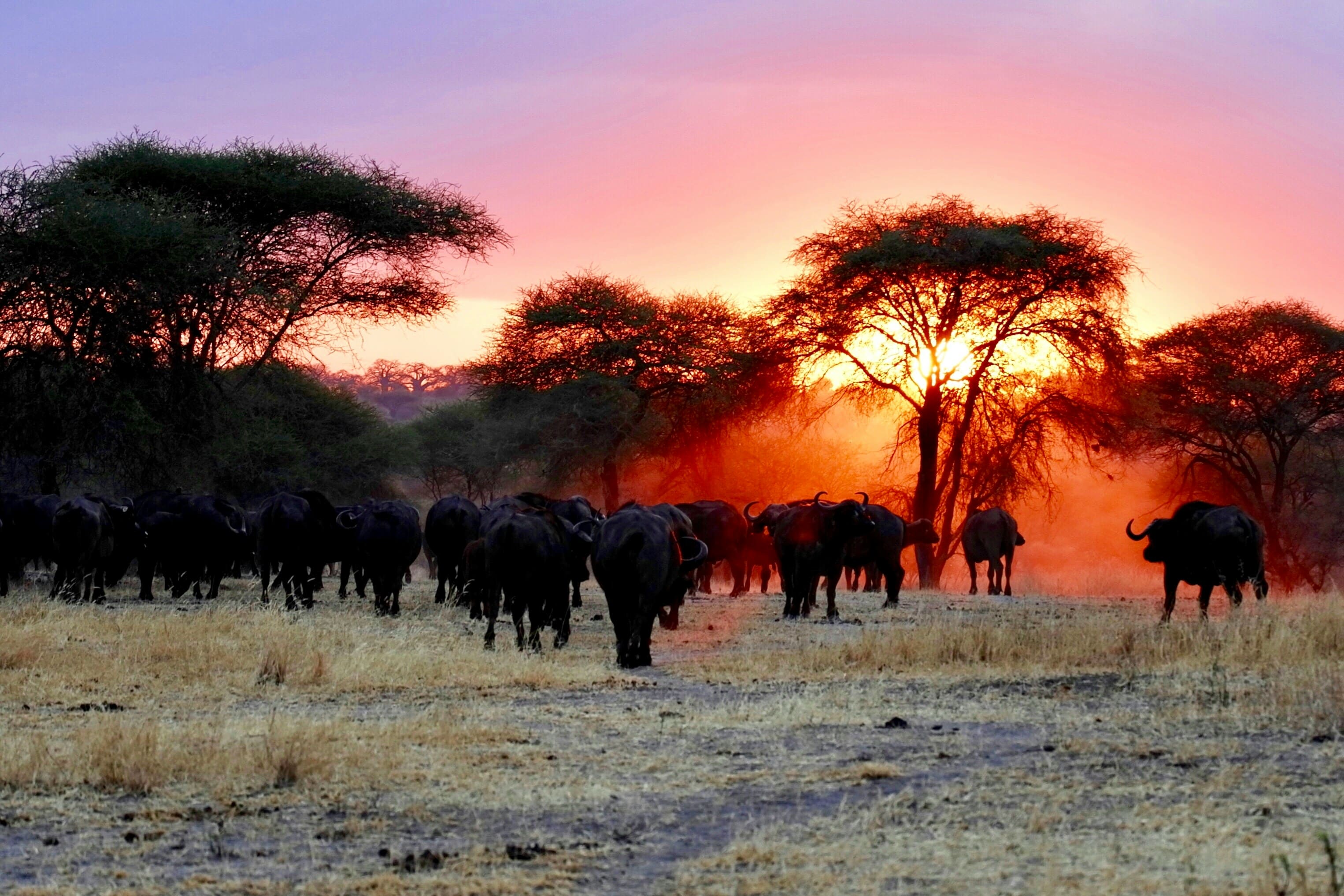 5 Days Tsavo East & Amboseli Safari 2026-2027