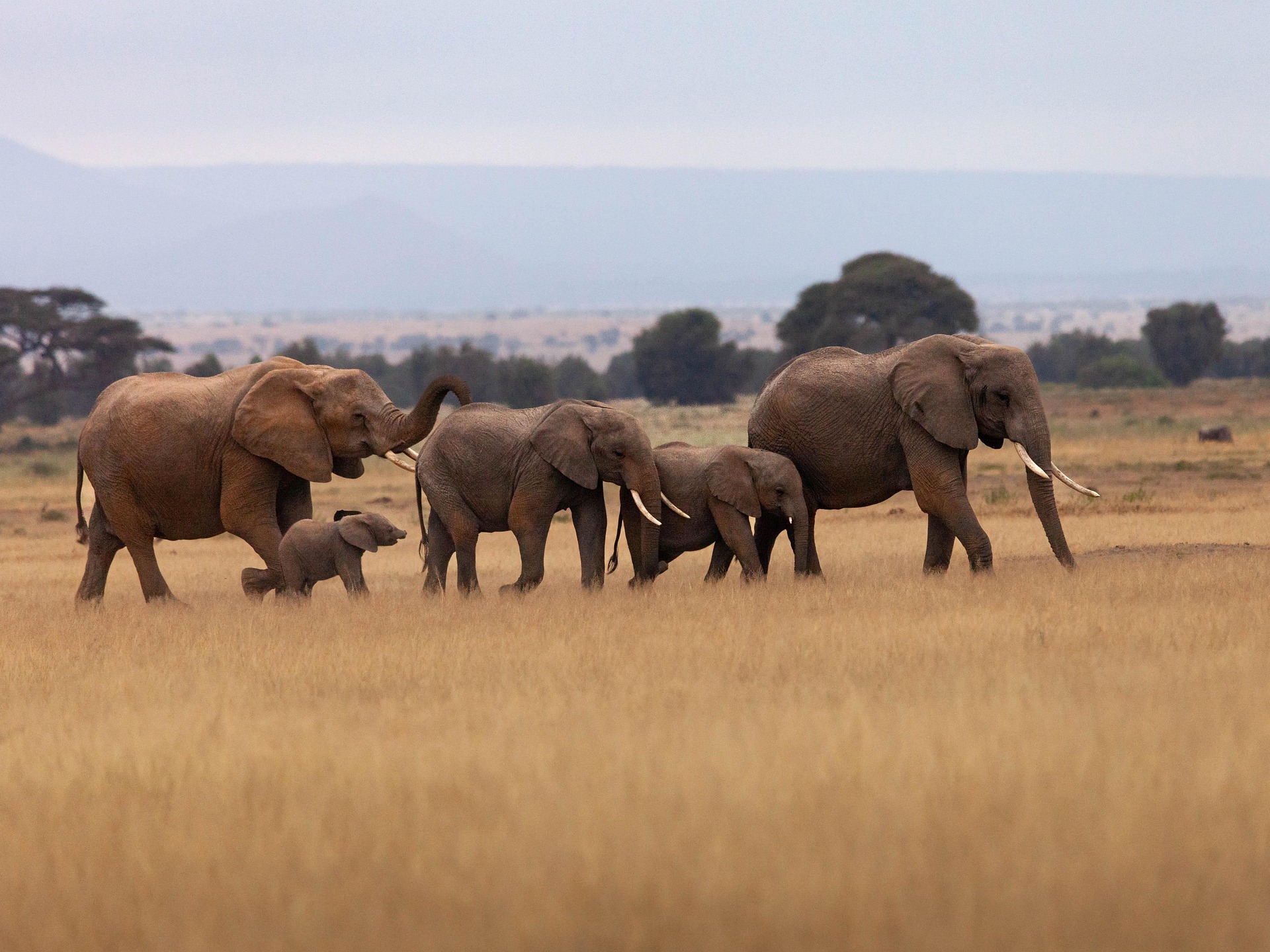 Elephants at Tanzania