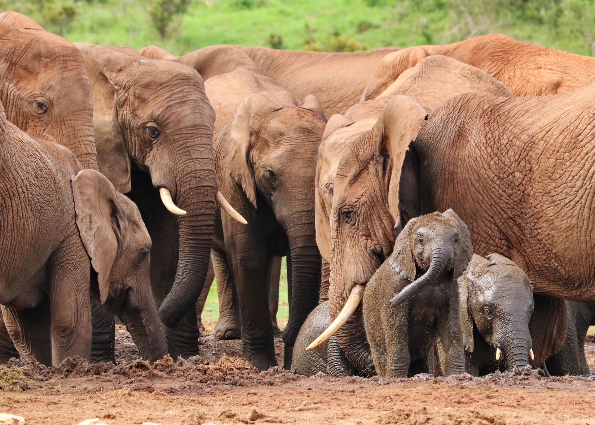 Elephants Herds at Tanzania