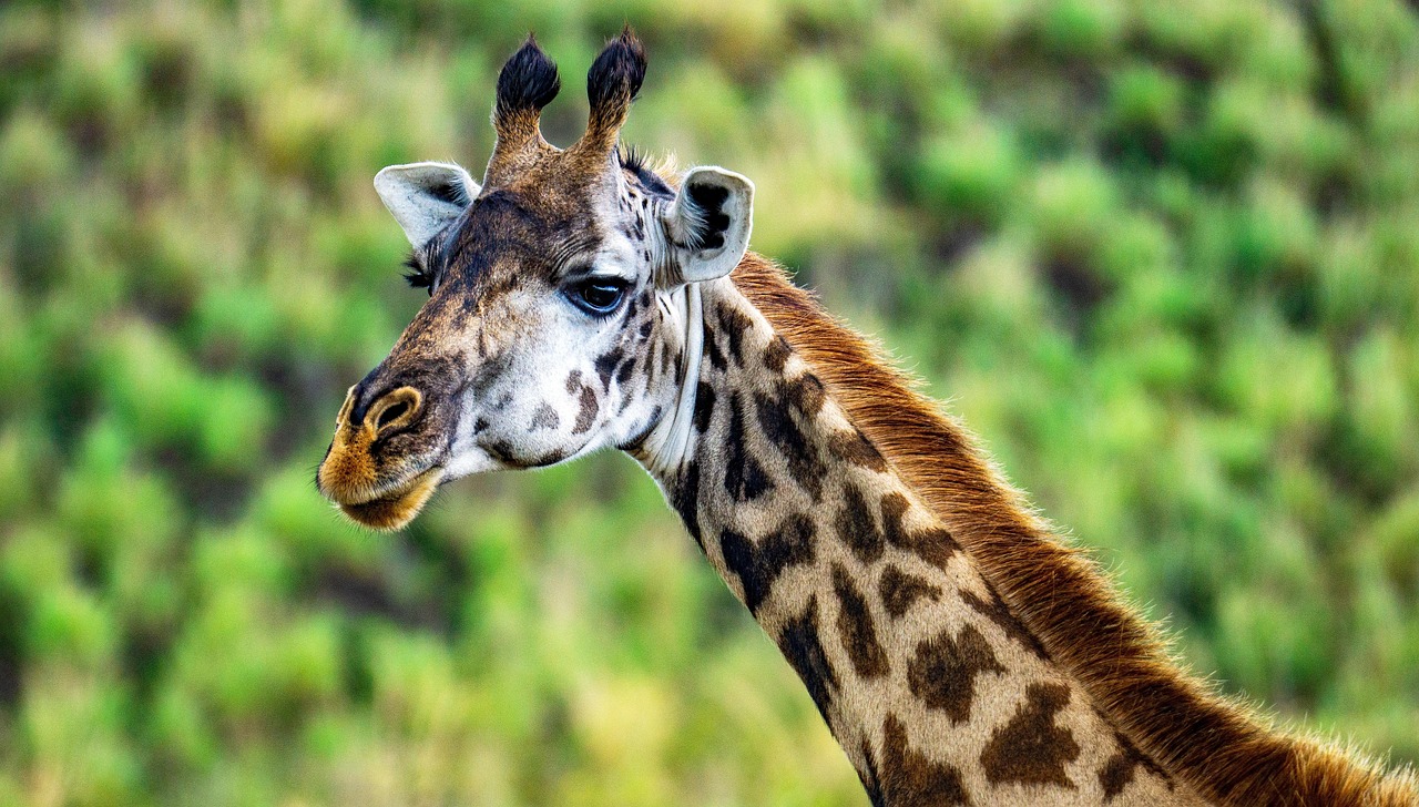 12 Days Tanzania Photographic Safari