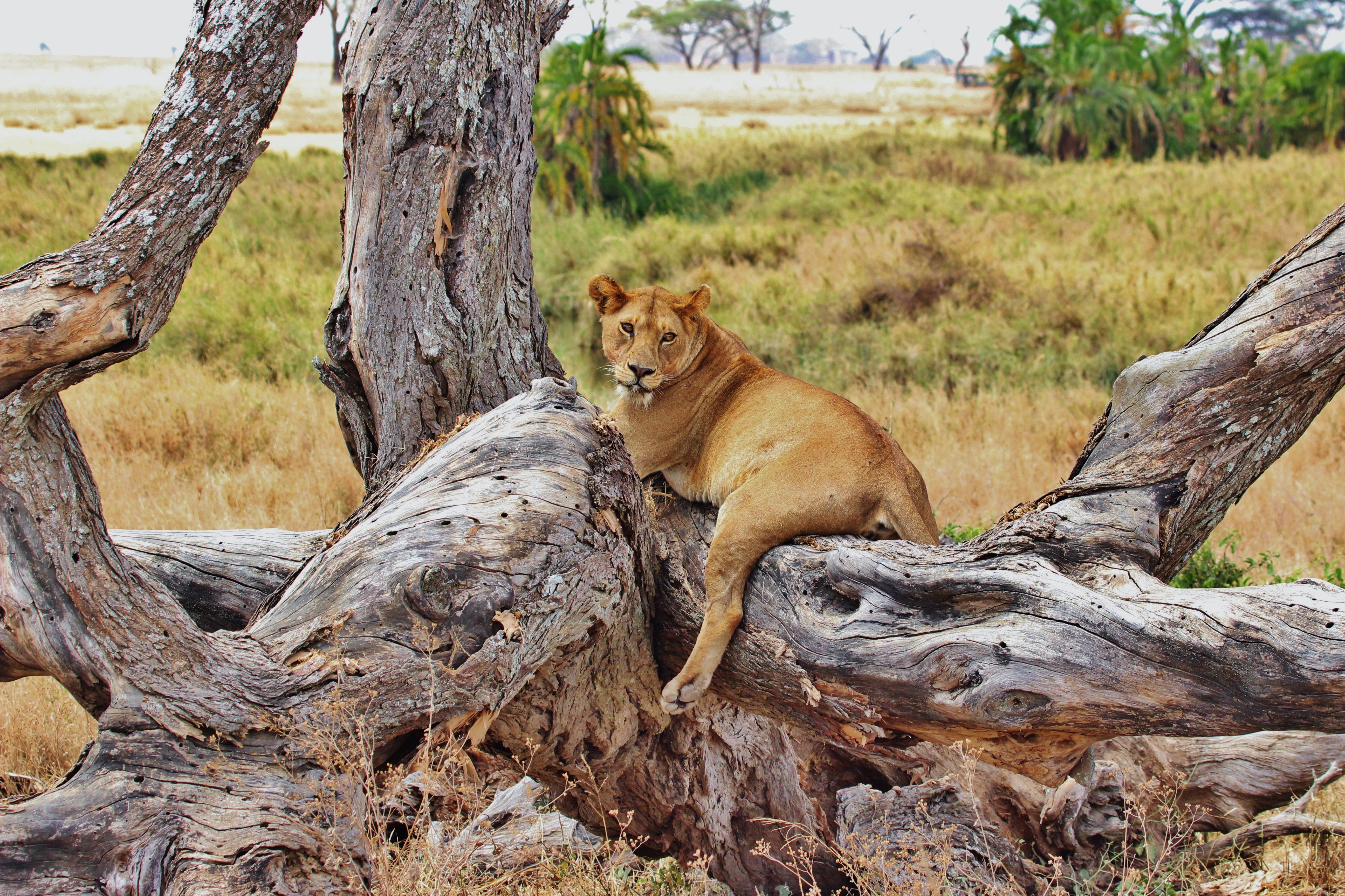 1 Day Mikumi Safari from Zanzibar