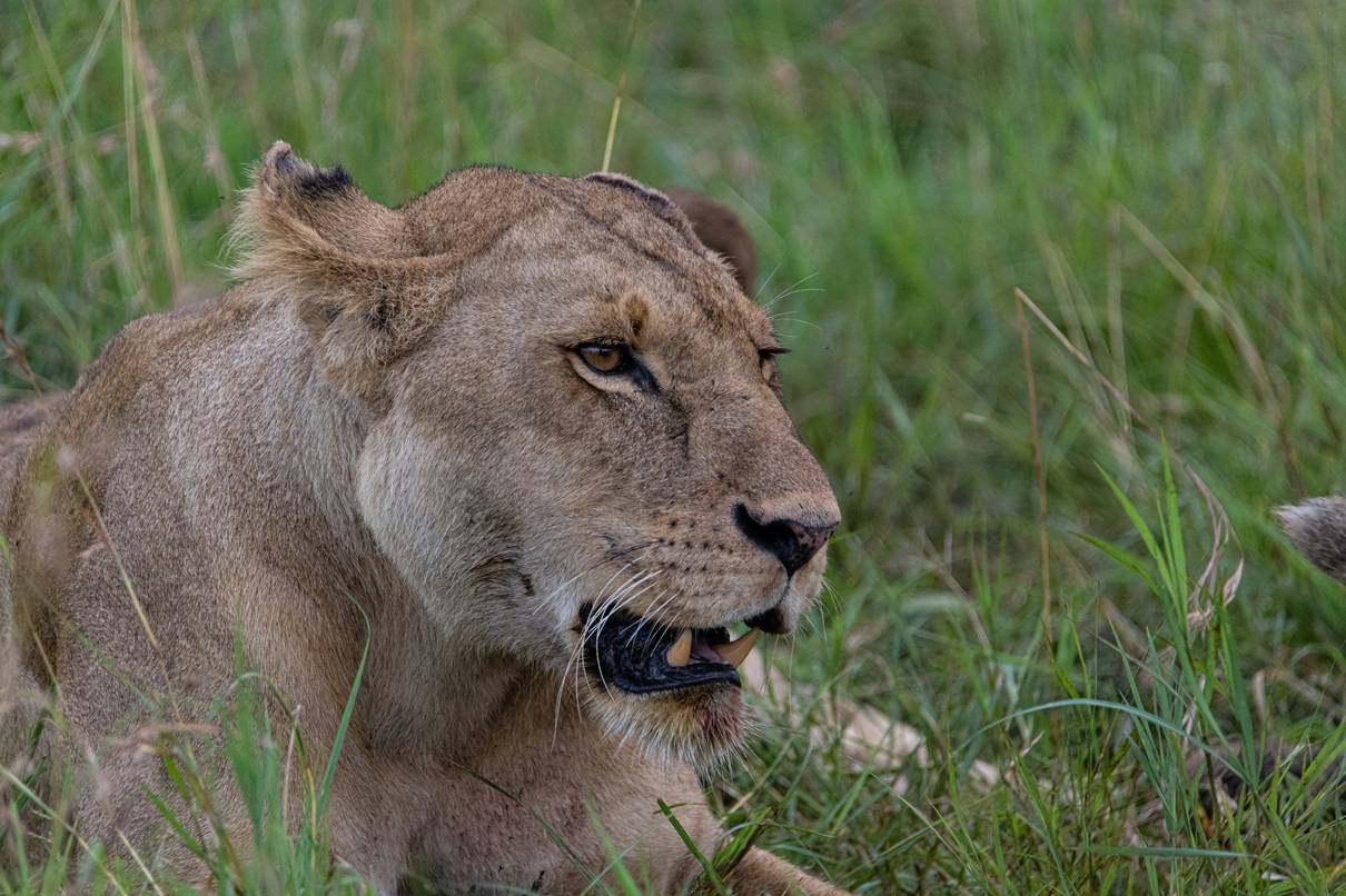 10-Day Tanzania Safari in July 2026-2027