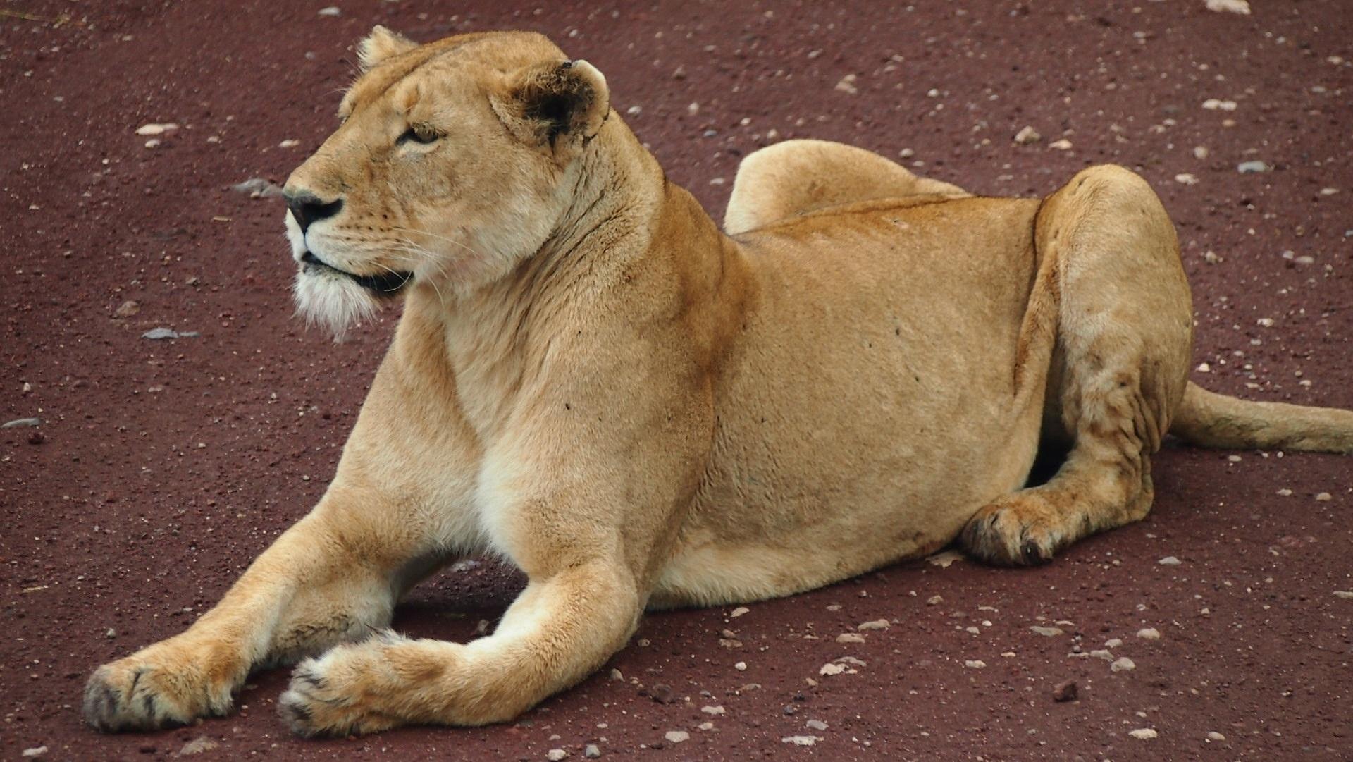 Lioness Resting at Tanzania