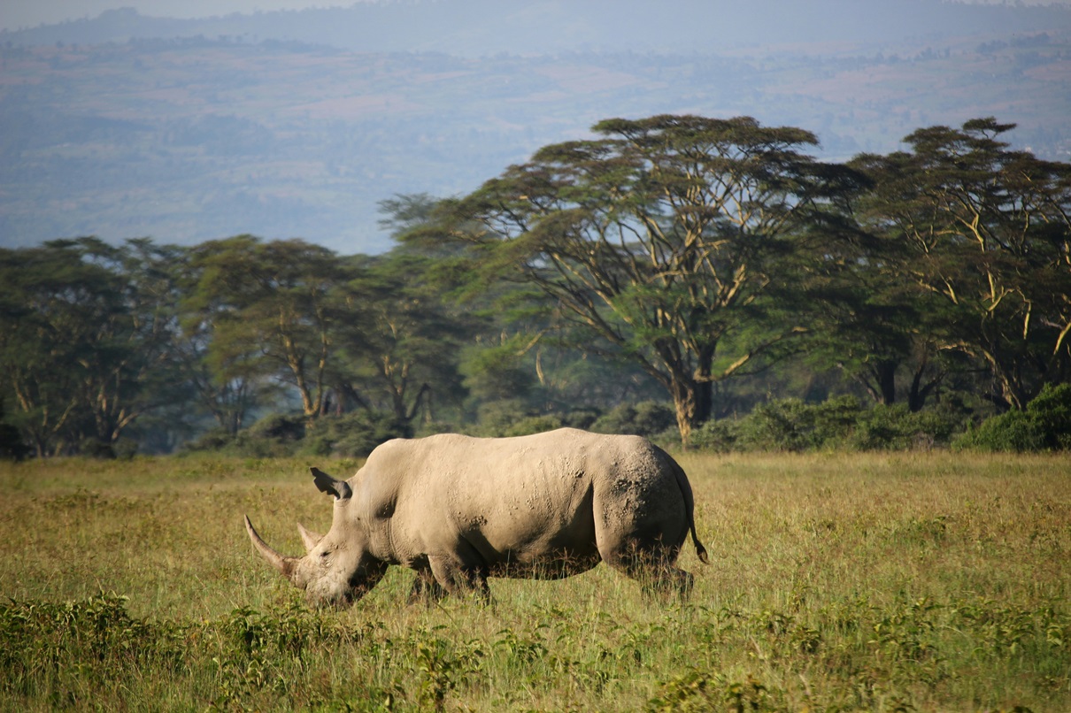 The Magic of Tanzania Safari 4 Days Tarangire, Serengeti and Ngorongoro