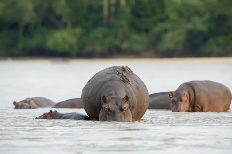 Day Trip to Selous