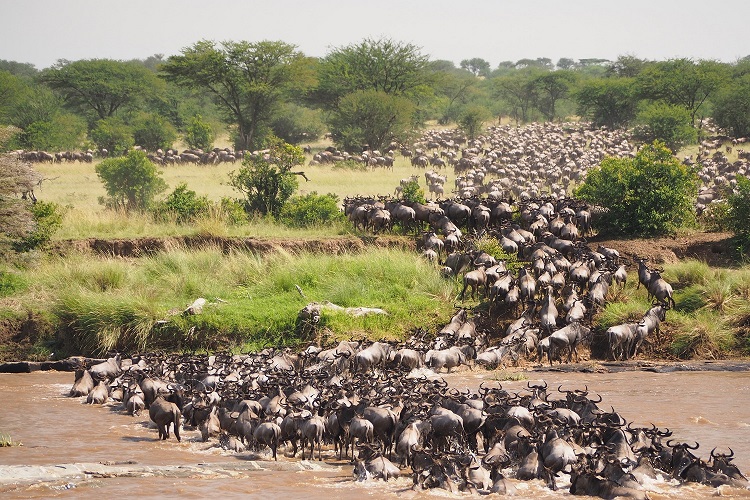 The Great Serengeti Migration Safari