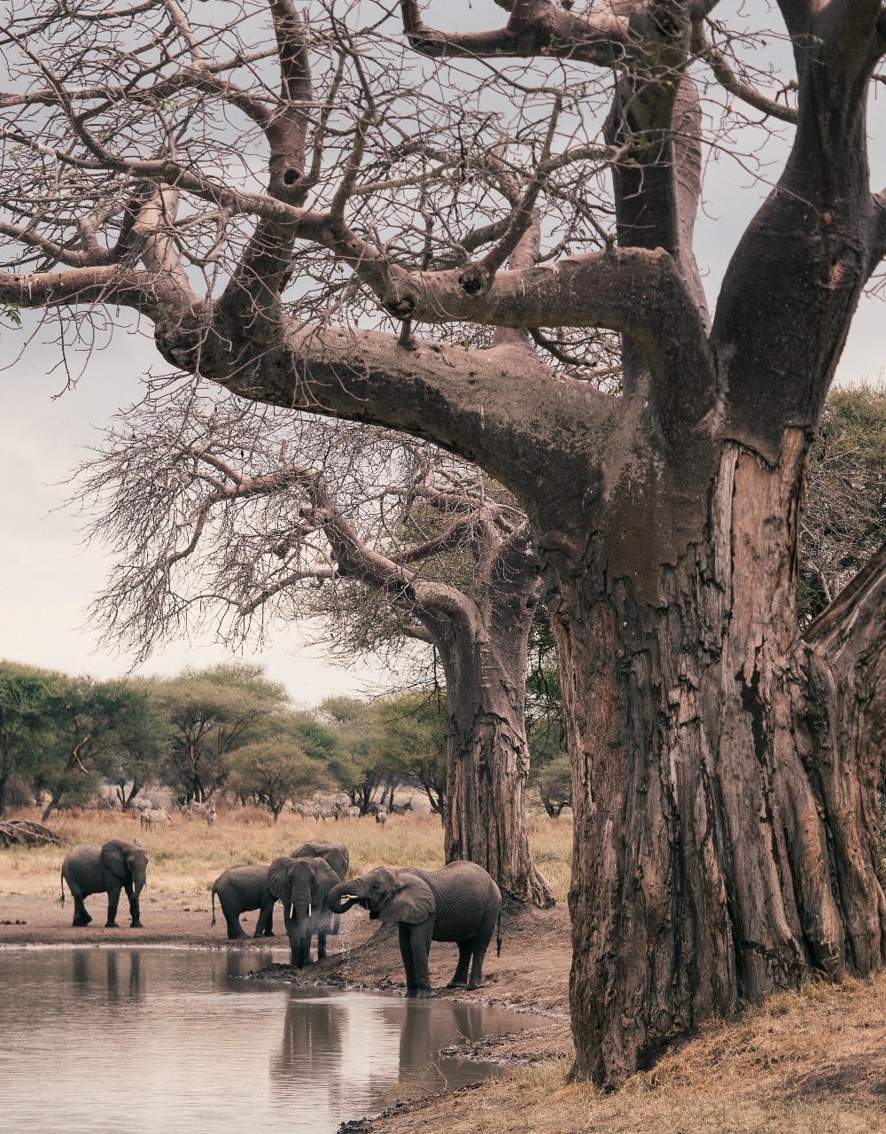 Lion Pride in Serengeti