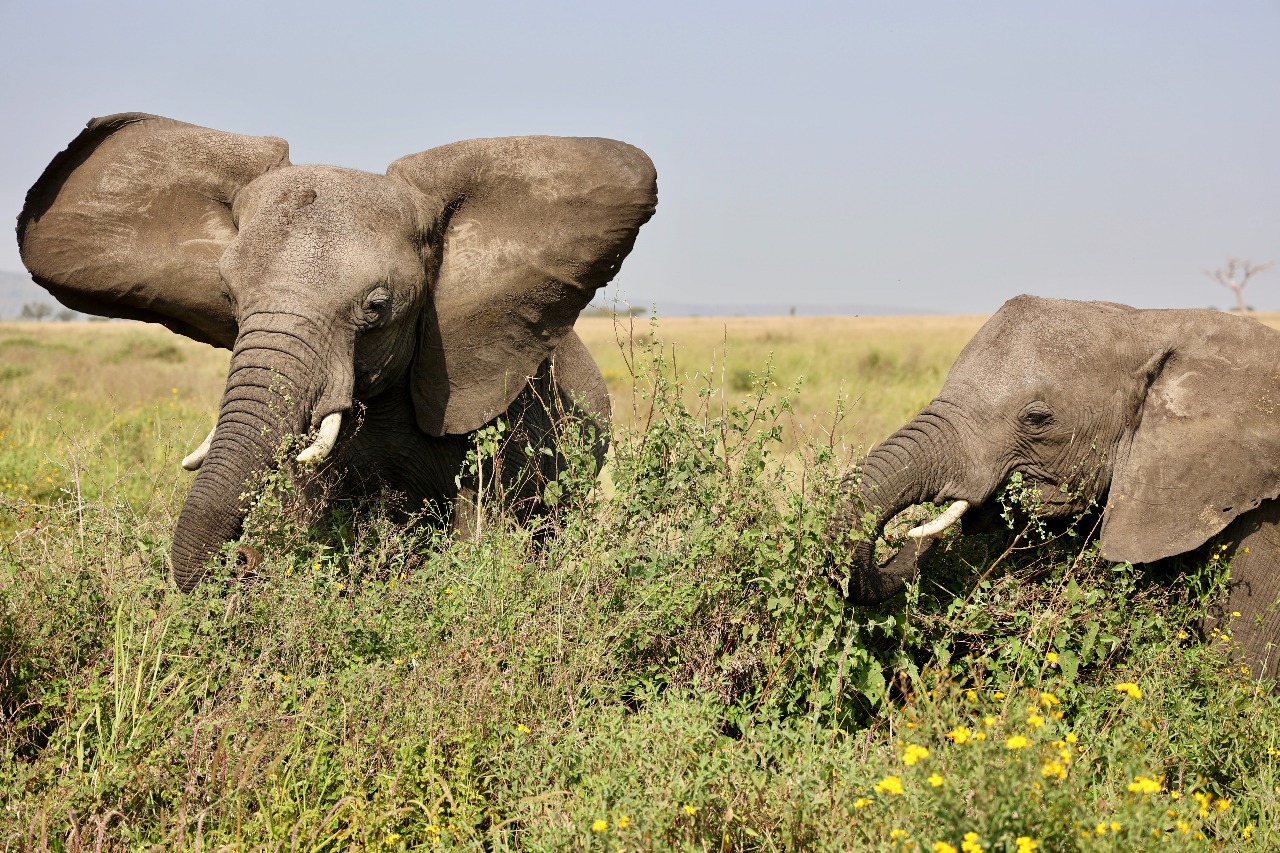 6 Days Northern Circuit Mid-Range Safari