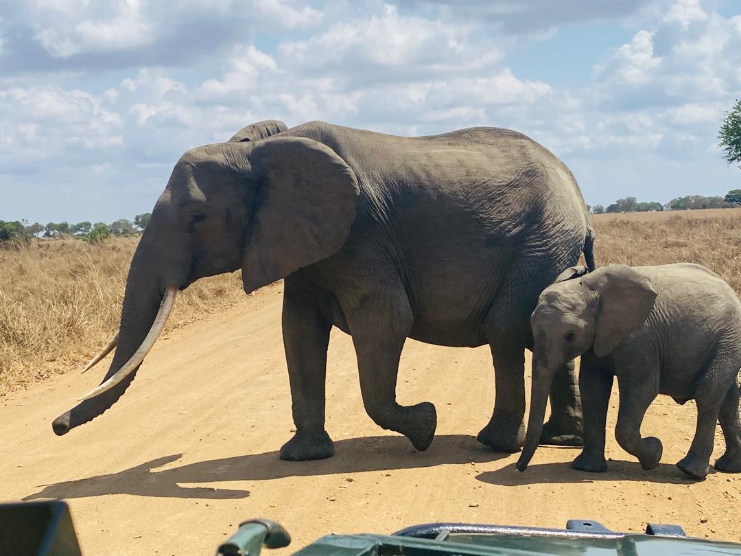 Elephant Herd in Mikumi