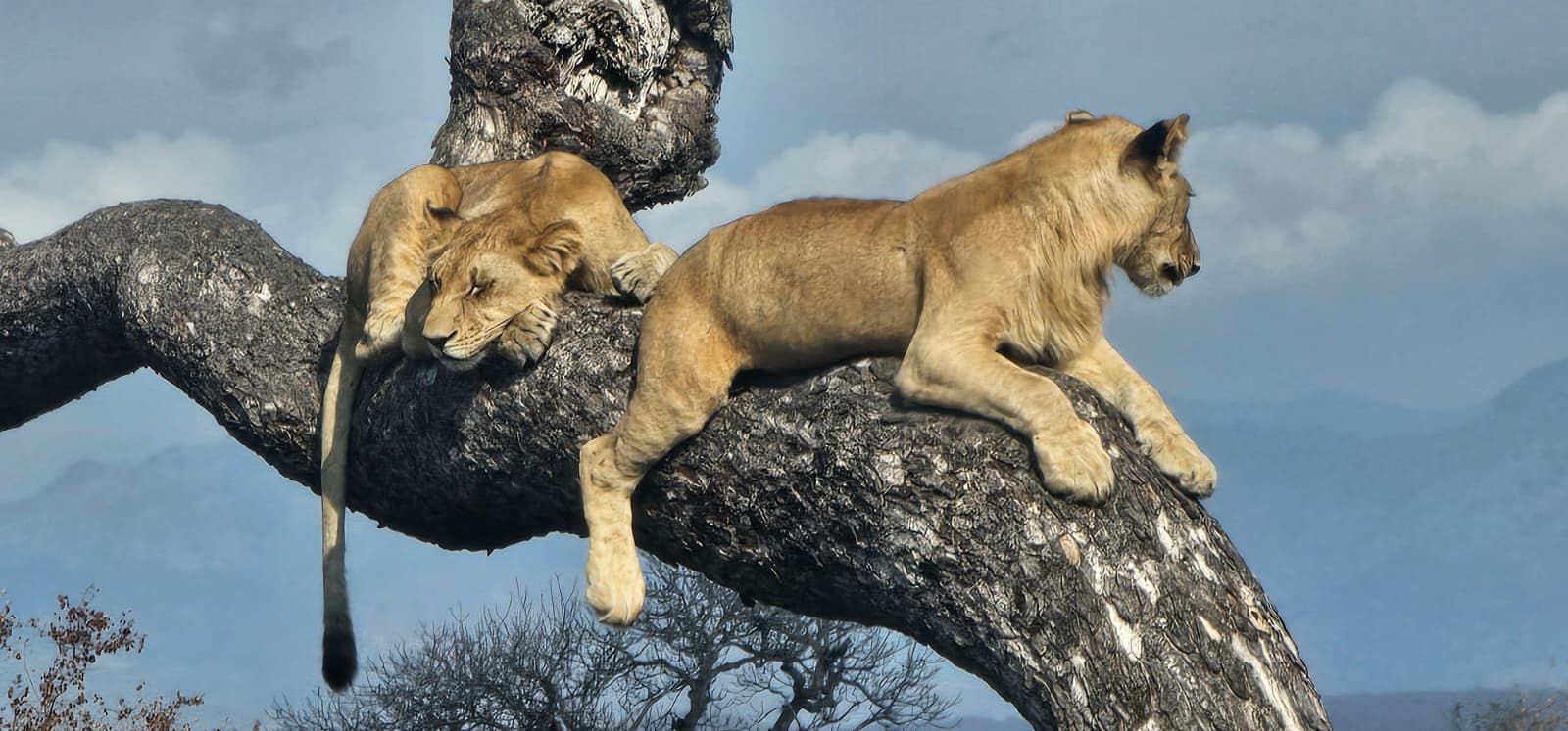 Lions on tree in Mikumi