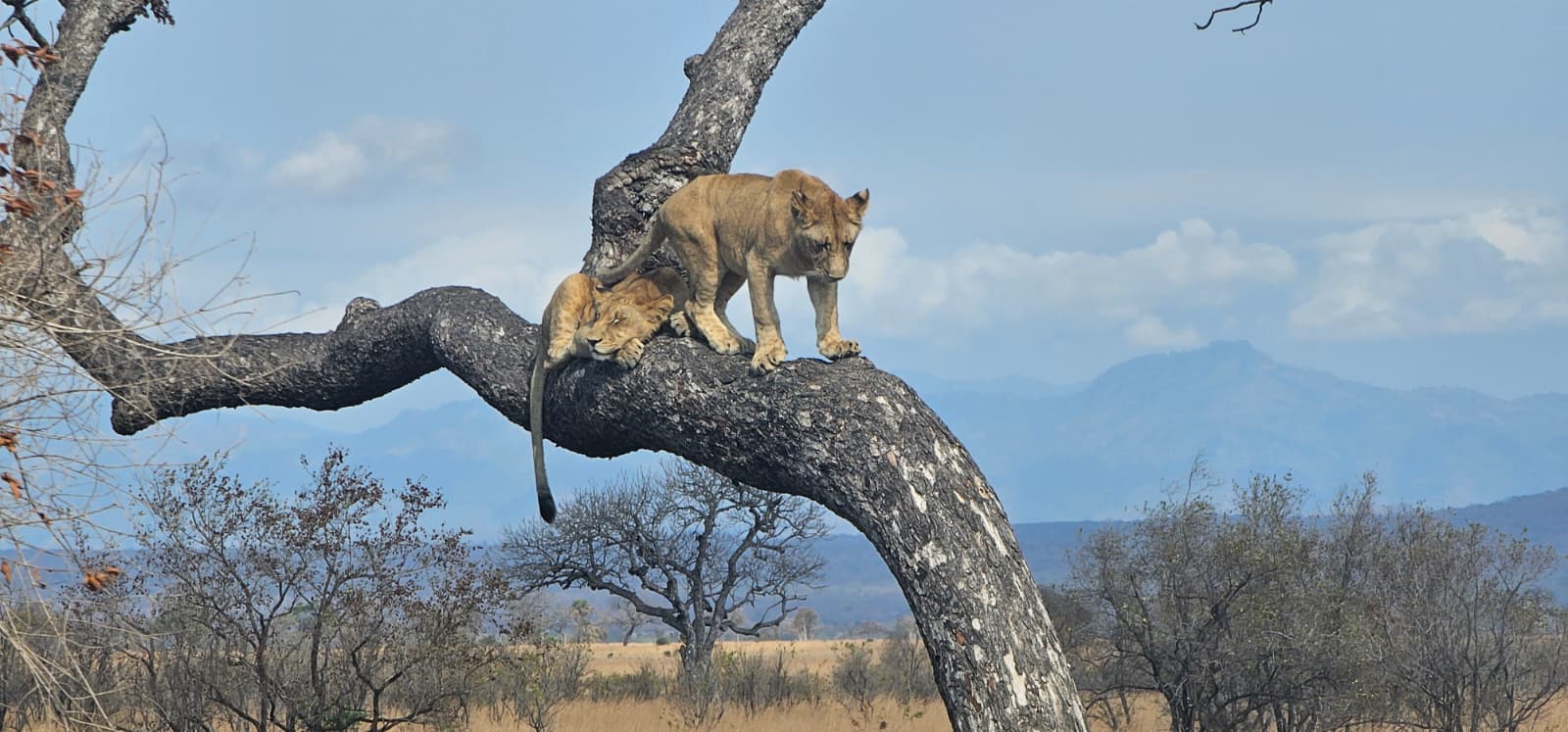 two tree Climbing lions at mikumi