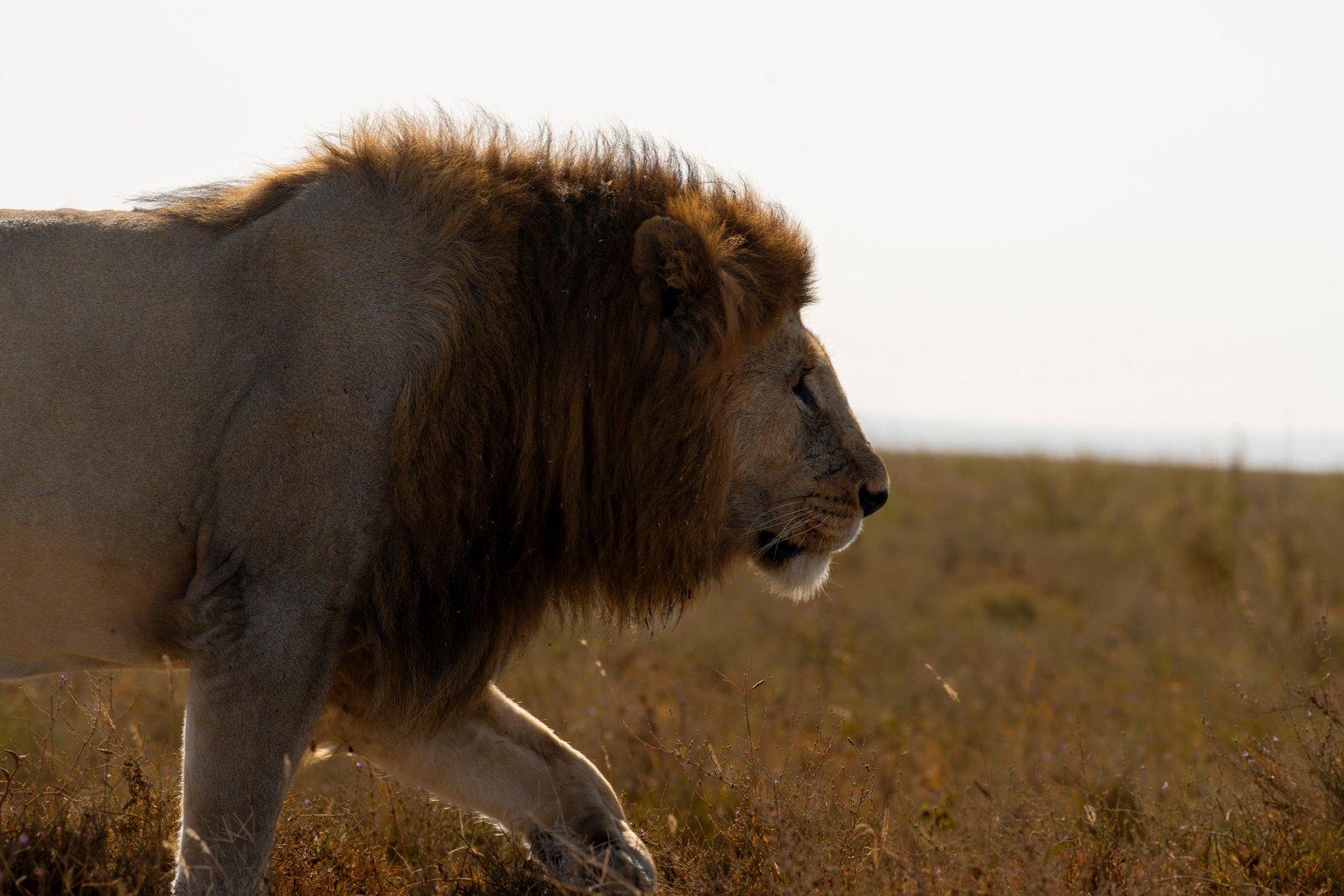 lion walking at Serengeti plains