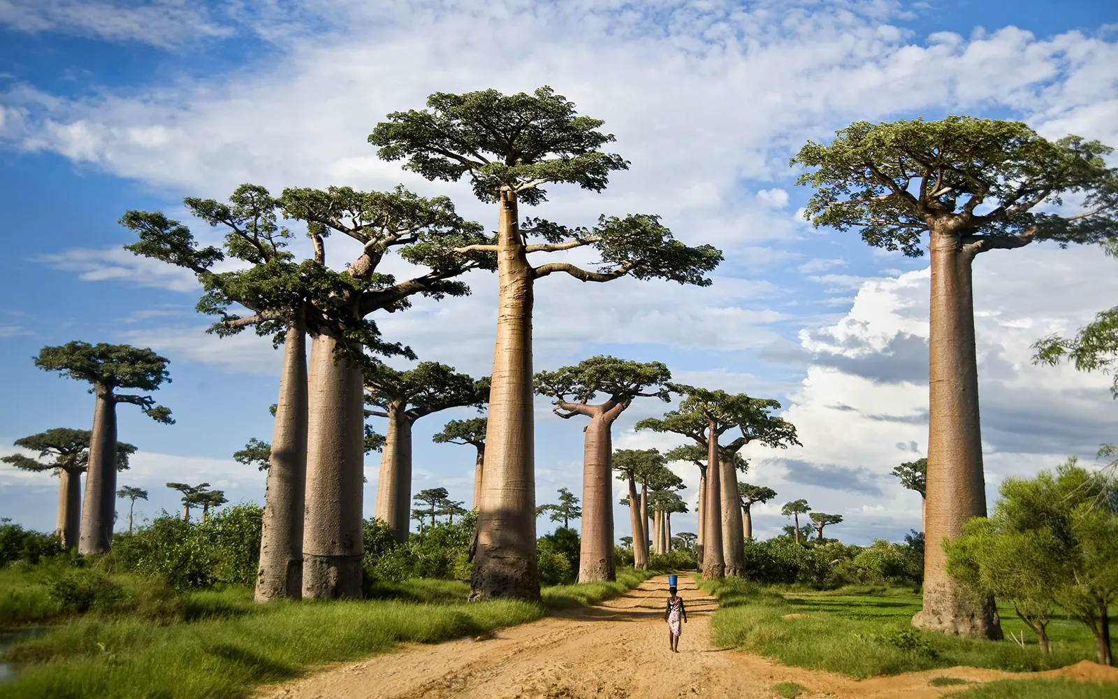 1 Day Tarangire National Park Safari