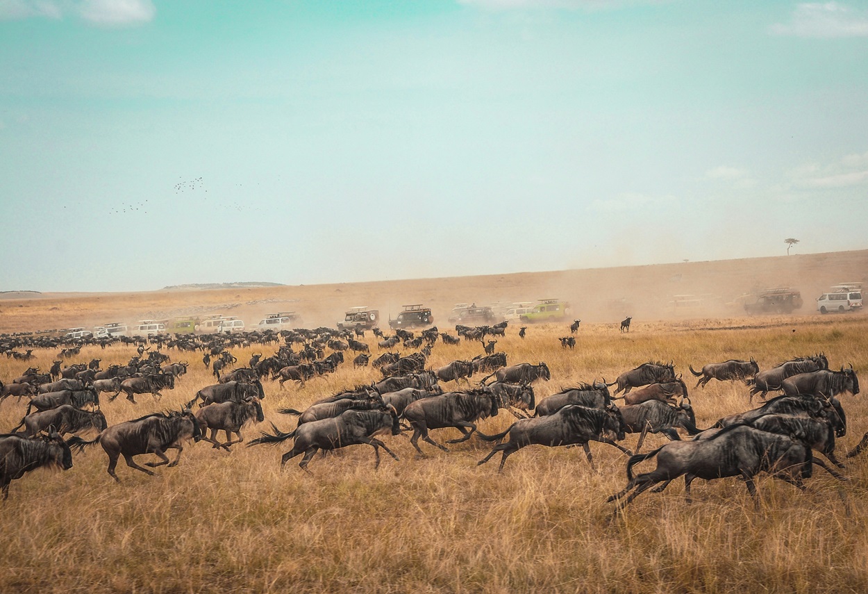 Great Migration in Serengeti
