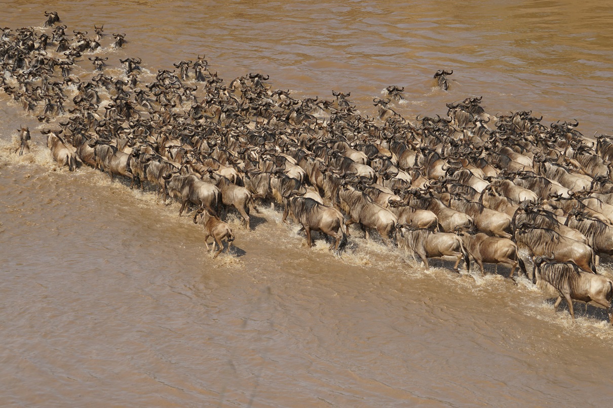 Great Migration in Serengeti National park