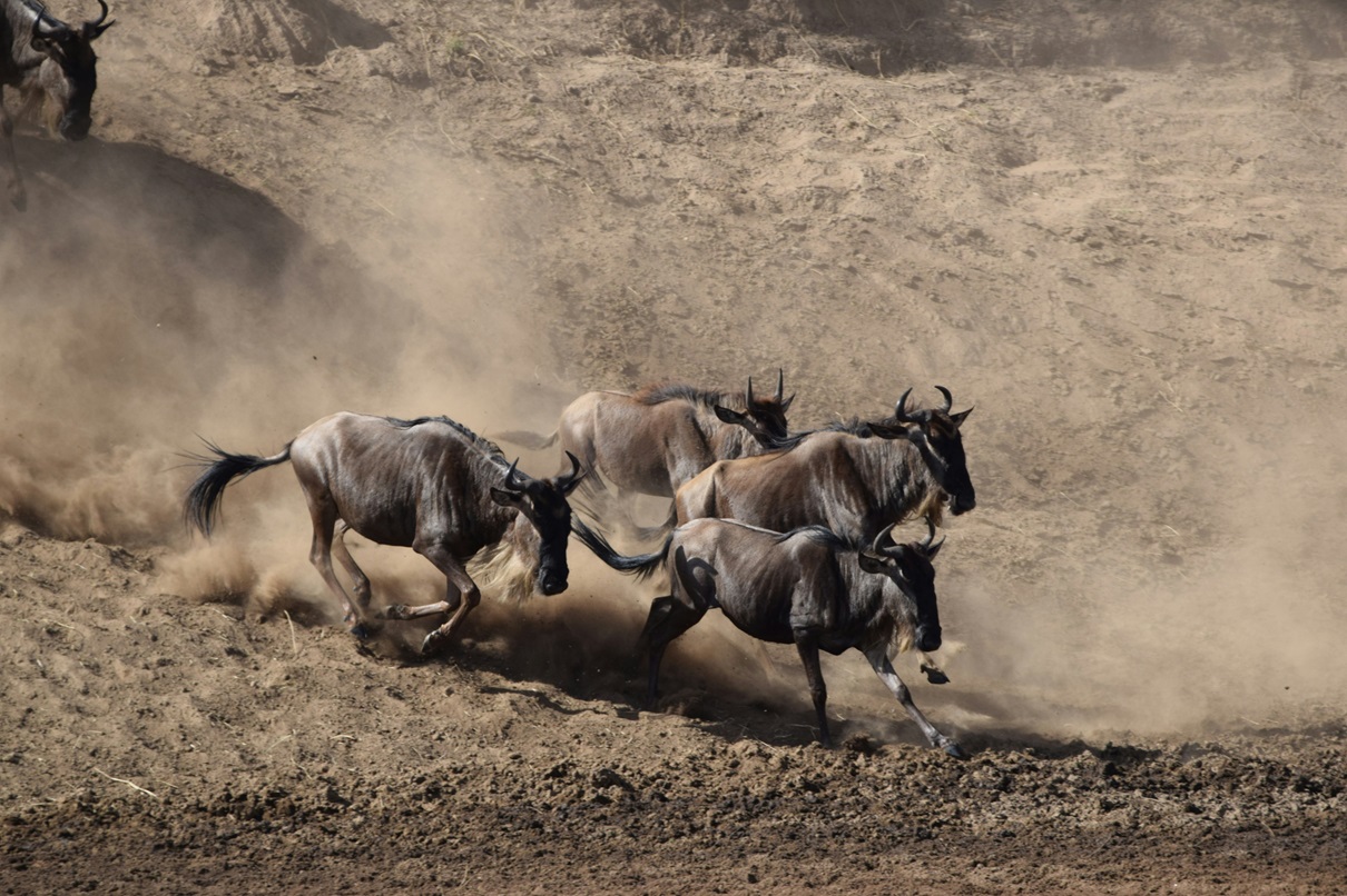 Great Migration in Serengeti National park