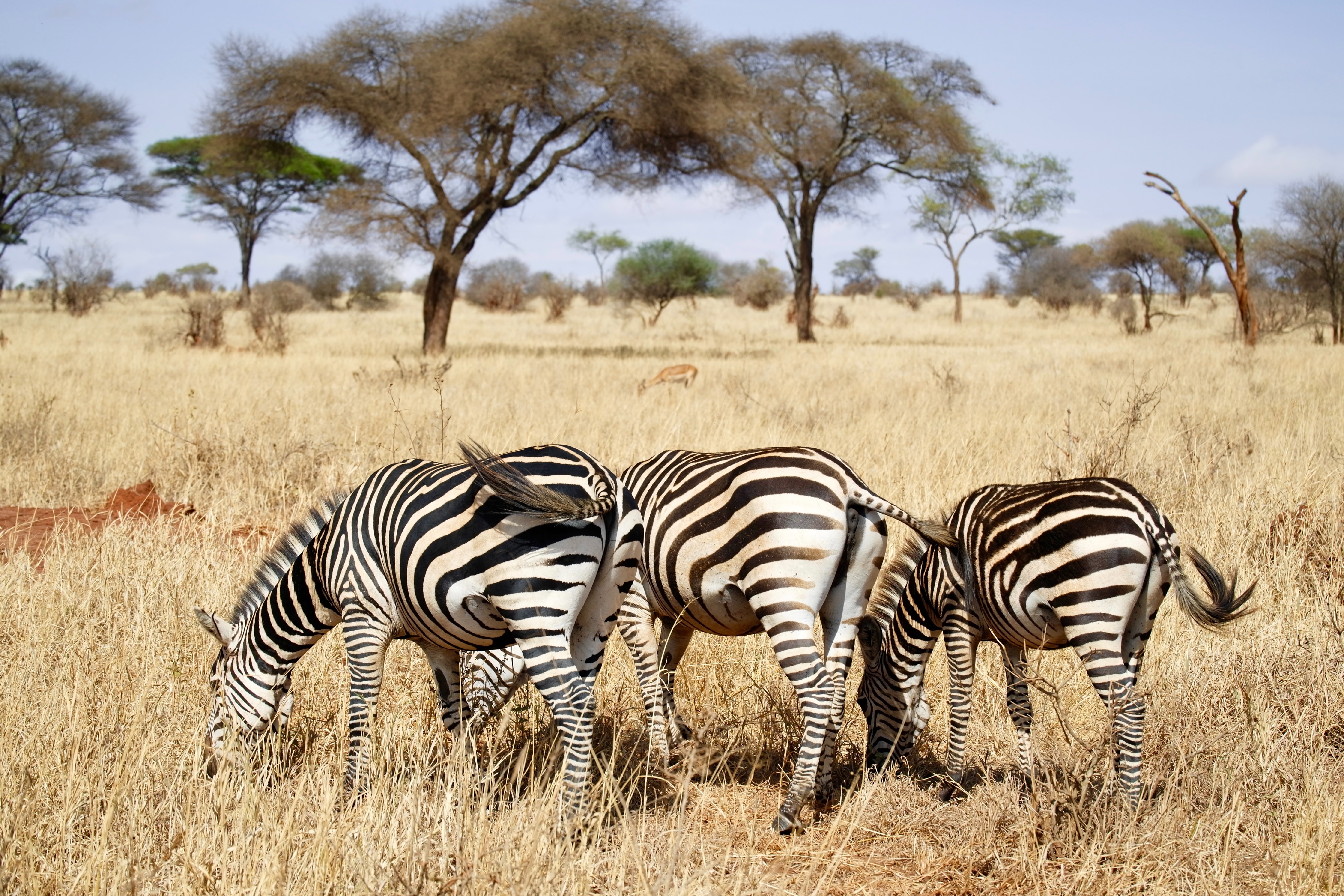 Tarangire National Park Safari Packages 2025 - 2026