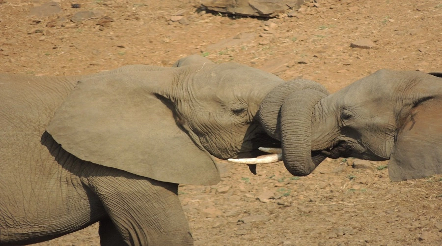 2 days Tanzania safari 2 days Tanzania safari