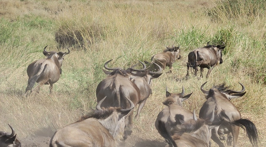 2 days Tanzania safari to Ngorongoro Crater 2 days Tanzania safari to Ngorongoro Crater