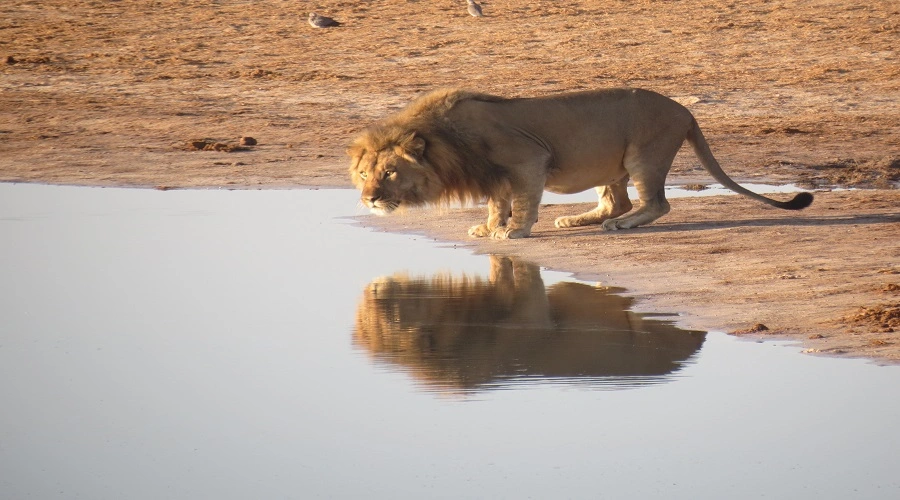 2 days Tanzania safari 2 days Tanzania safari
