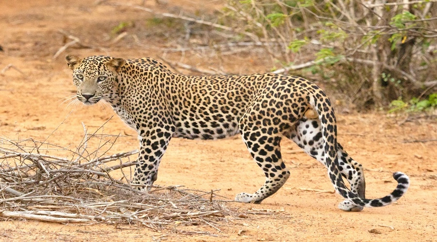 2 days Tanzania safari 2 days Tanzania safari
