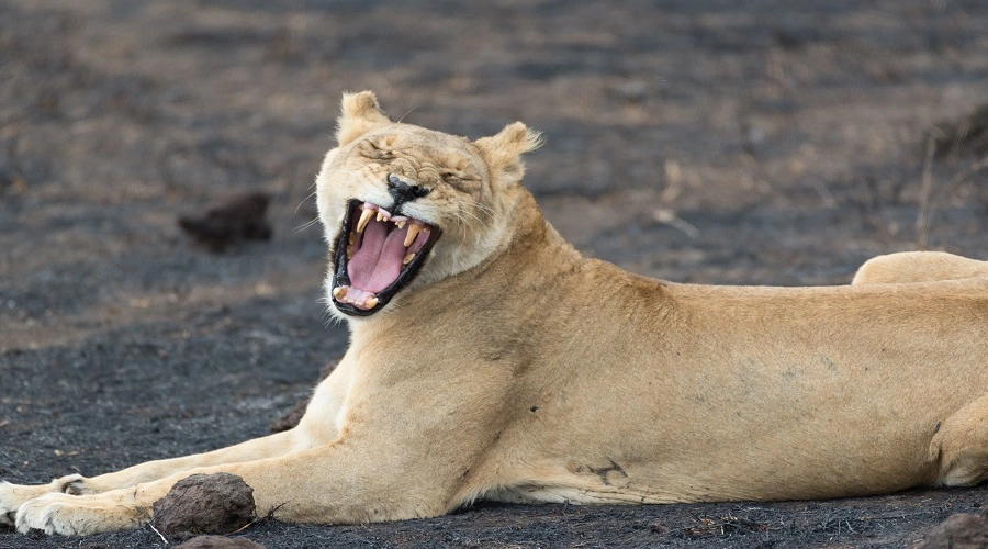 2 days Tanzania safari to Tarangire National Park and Lake Eyasi 2 days Tanzania safari to Tarangire National Park and Lake Eyasi