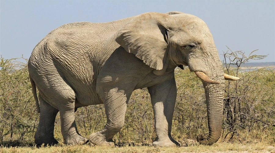 2 days Tanzania safari to Tarangire National Park 2 days Tanzania safari to Tarangire National Park