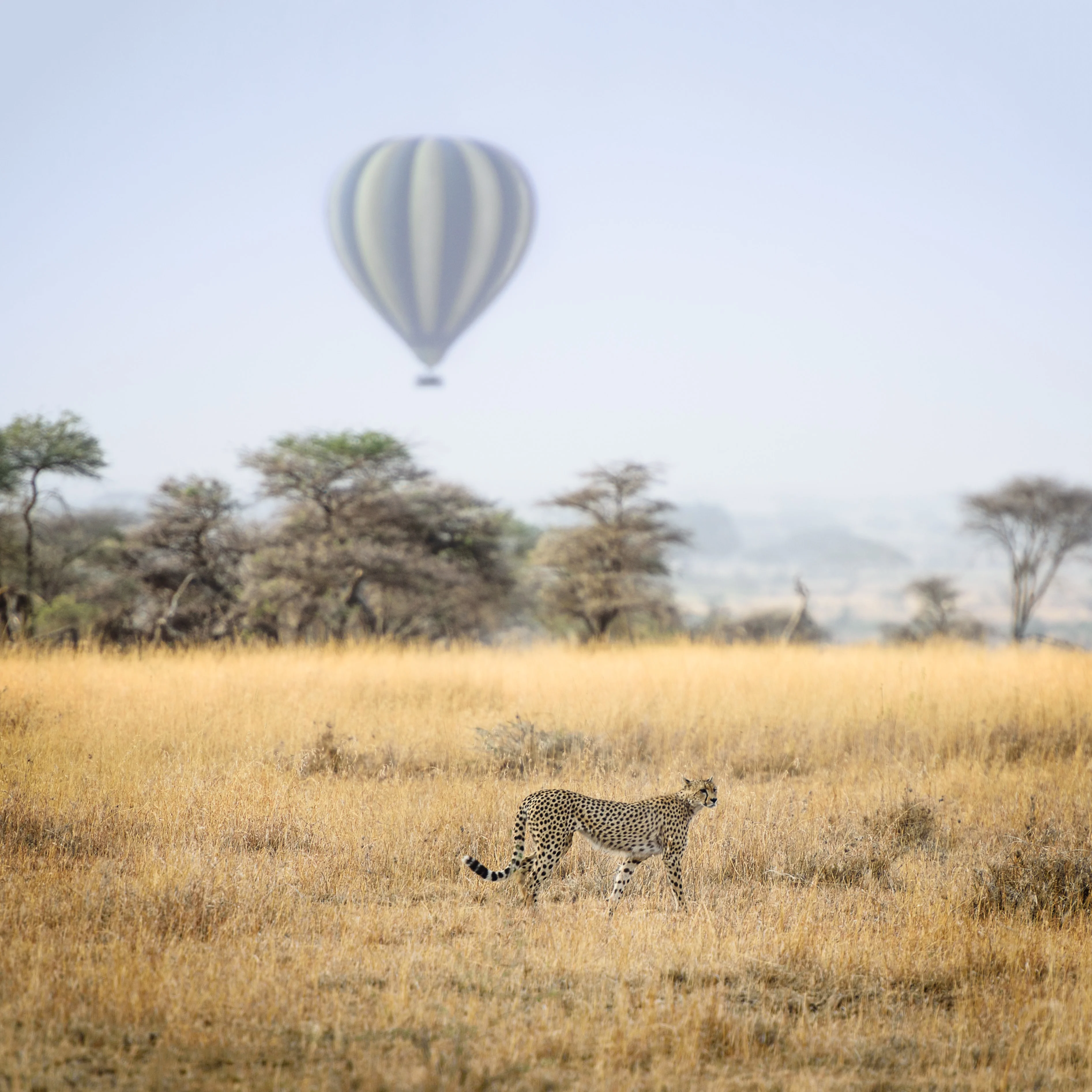 6 Days Tanzania Luxury Safari|Big 5 Private Safari |All Inclusive