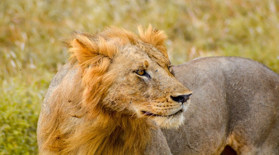 Best 1 Day Mikumi Safari from Morogoro Tour Package 2026-2027