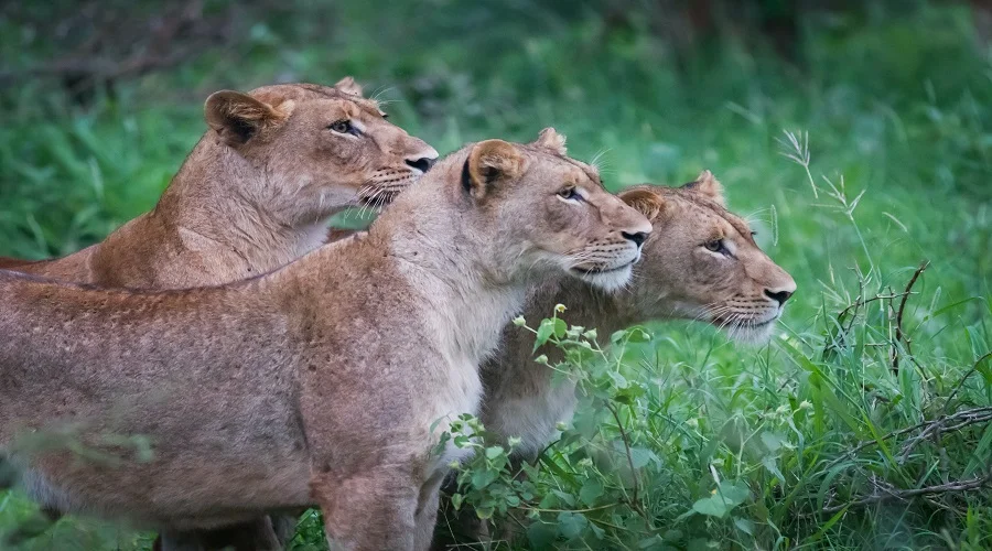 5 Days Tanzania private Safari